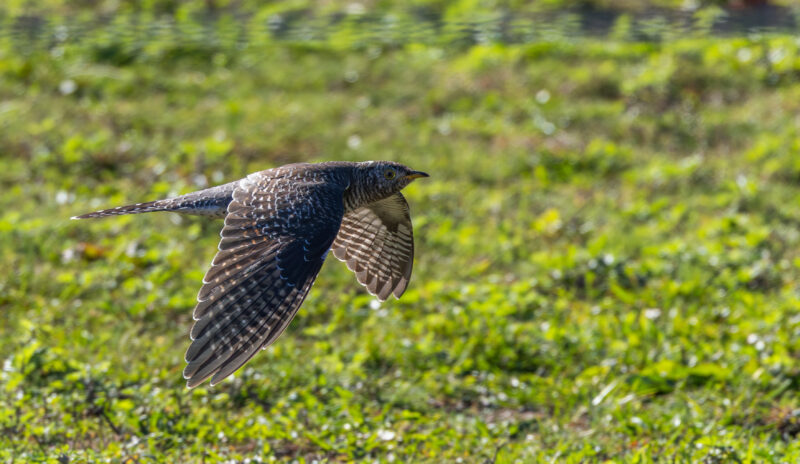 Birders going ‘cuckoo’  after unexpected sighting  in New York City area